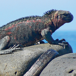 Airfare Included to the Galapagos
